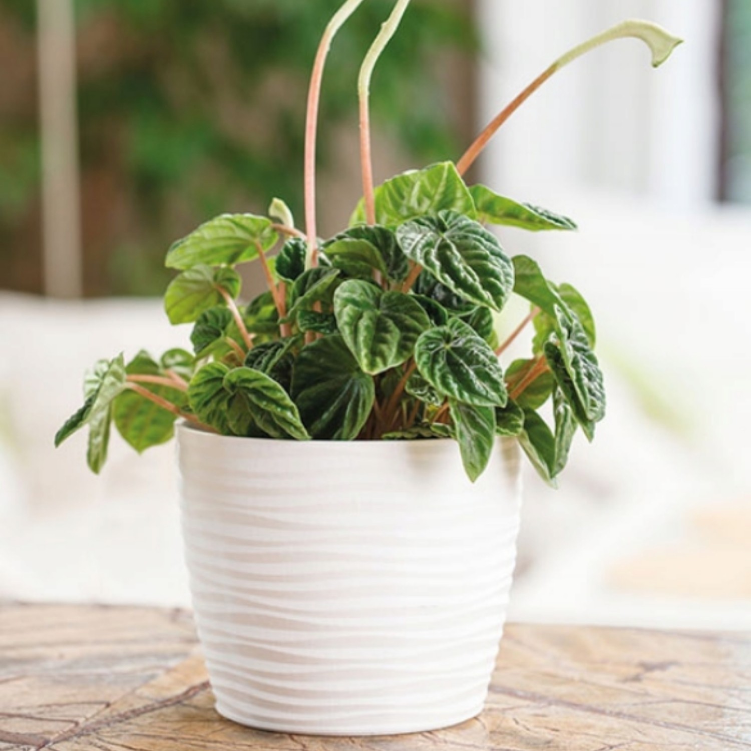 Wavy Round Plastic Plant Pot with Saucer - Image 12
