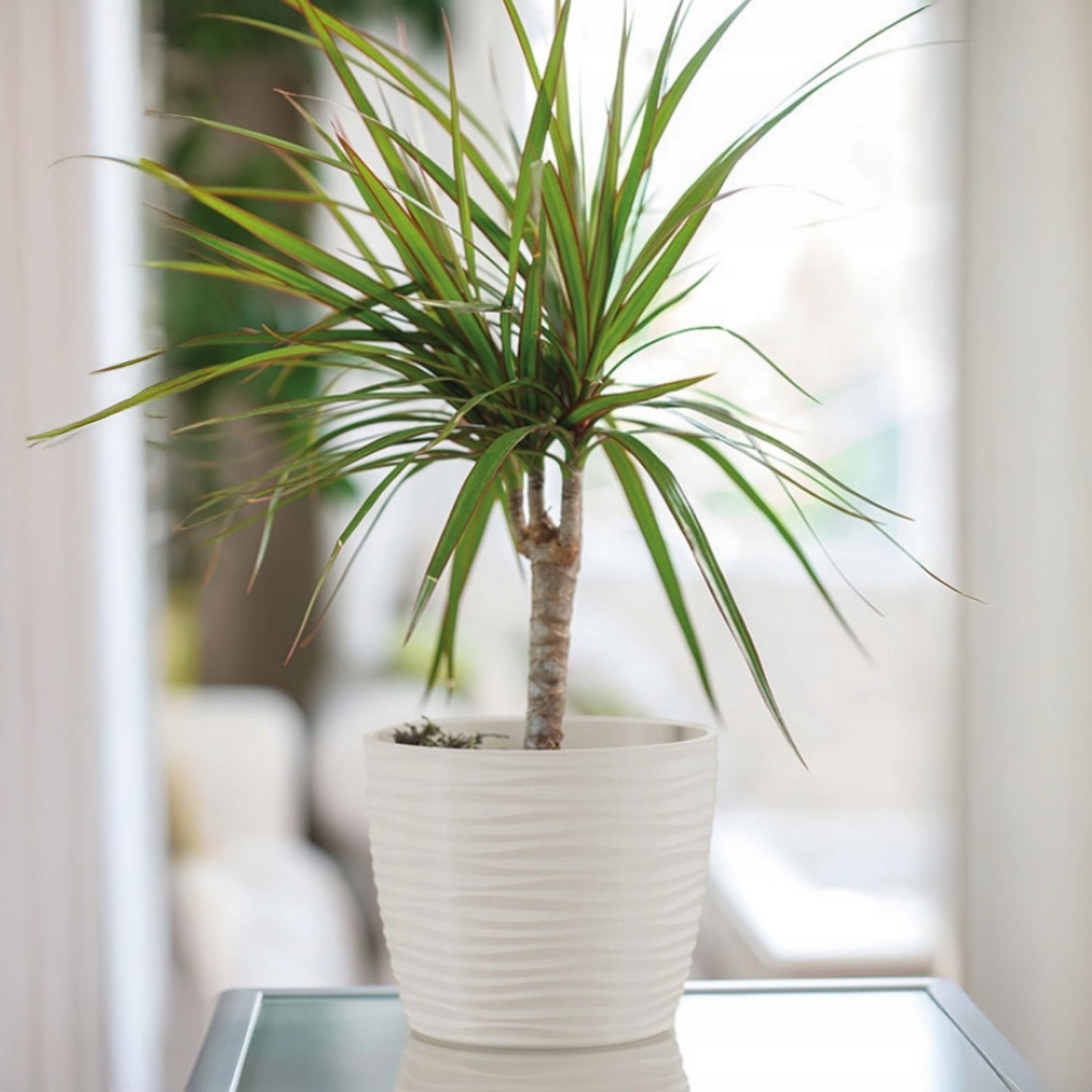 Wavy Round Plastic Plant Pot with Saucer - Image 13