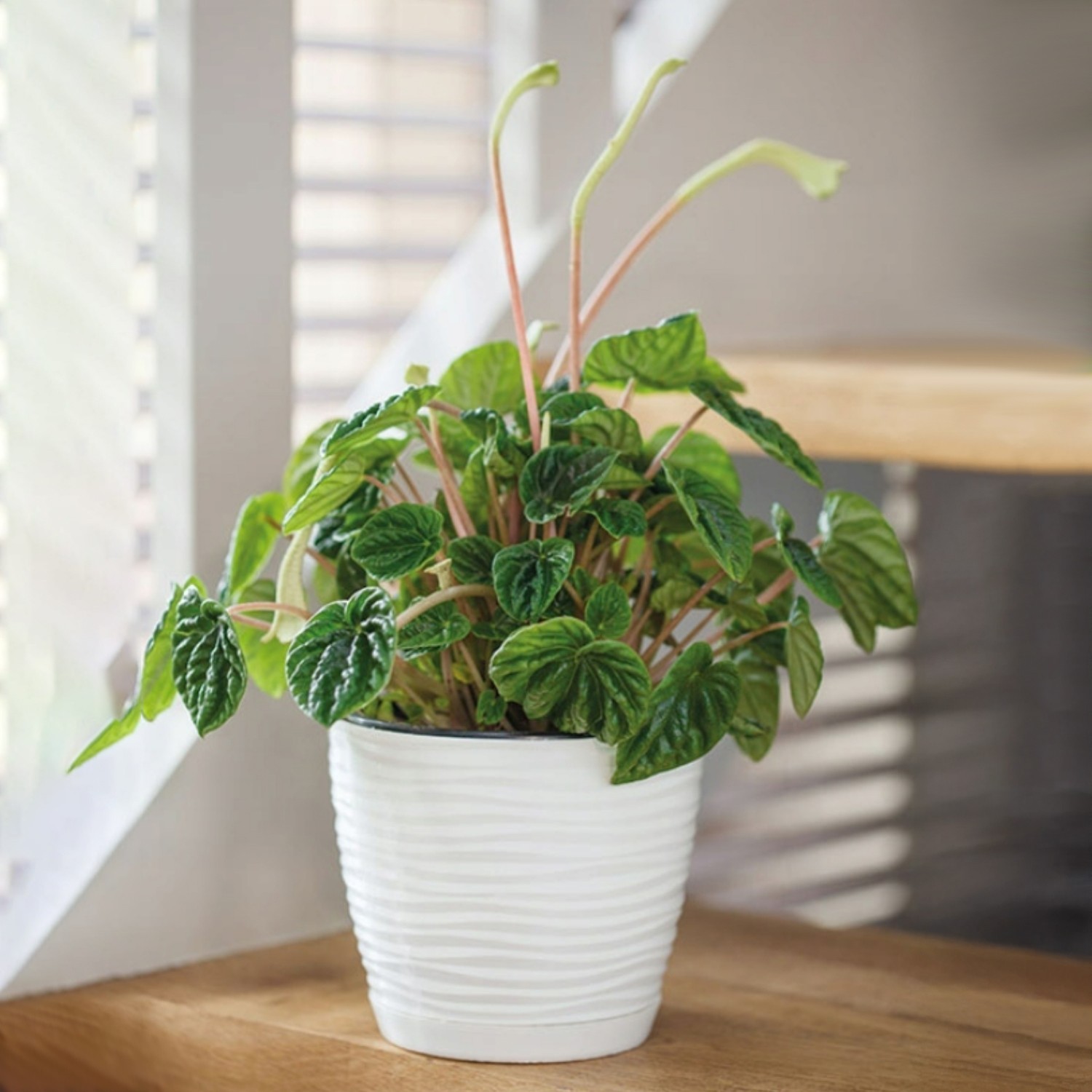 Wavy Round Plastic Plant Pot with Saucer - Image 14