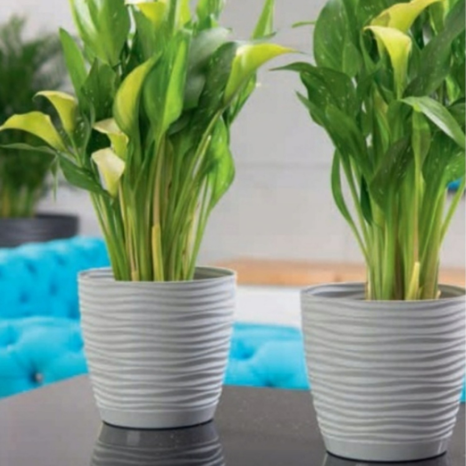 Wavy Round Plastic Plant Pot with Saucer - Image 16