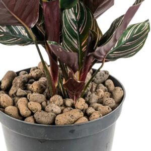 Clay Pebbles Hydroponics Growing Medium