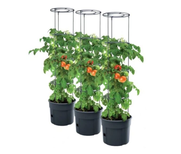 Tomato plants shown in anthracite pots with tall circular support frames
