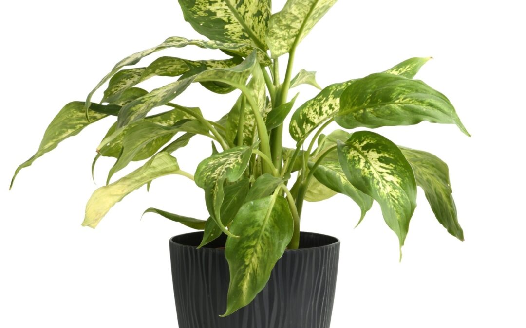 How to Choose a Plant Pot and Saucer: Size, Fit and Drainage