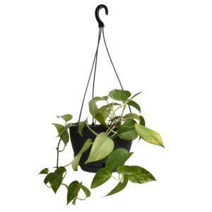 Hanging Planter Rattan Effect Round Pot