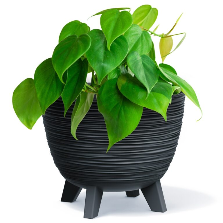 Oval Planter Bowl on Legs with Insert - Anthracite, 23.6cm Width
